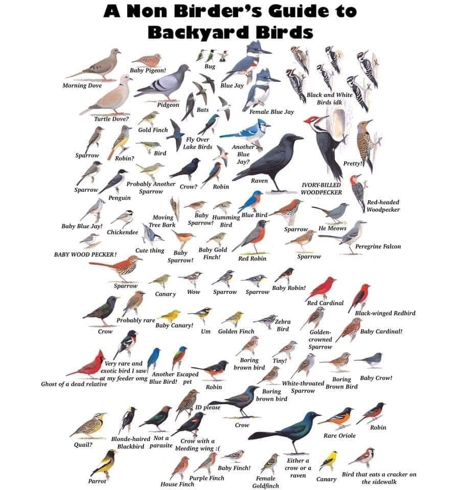 A non birders guide to birds