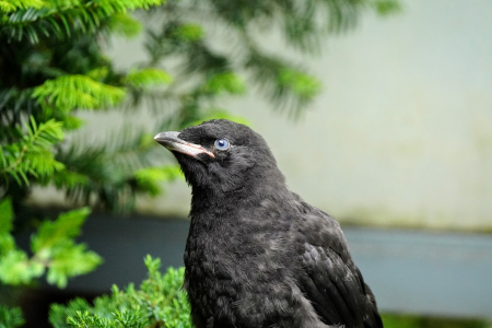 fledgling crow