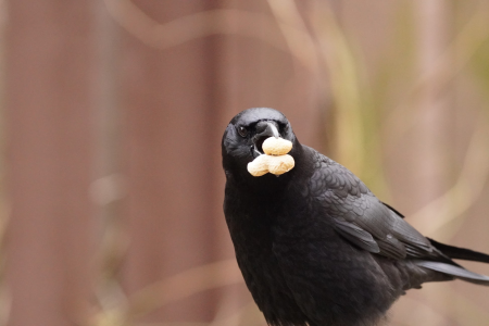 Crow looking into the camera with three peanuts
