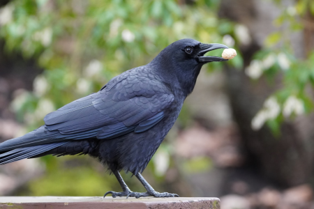 Crow with peanut