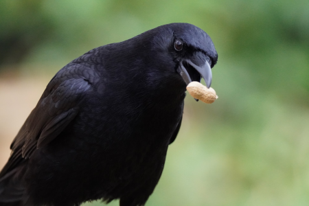 Crow with a peanut