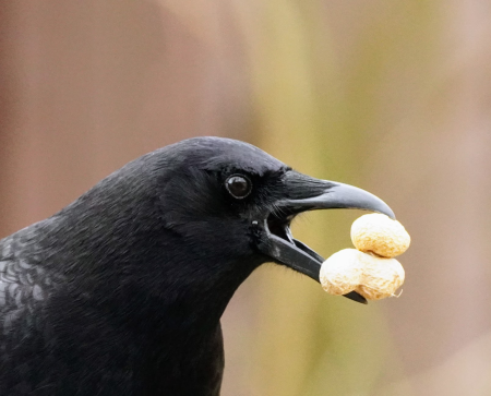 Crow with two peanuts in his beak