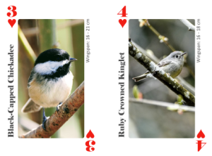Scaling of birds