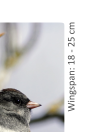 Wingspan and bird size
