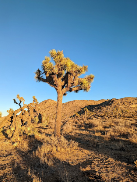 Joshua Tree
