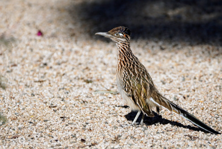 Greater Roadrunner