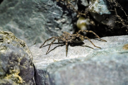 Spider