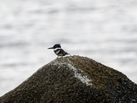 Belted kingfisher