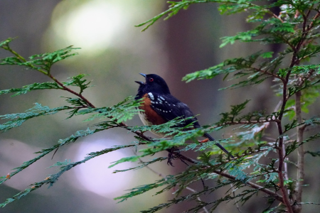 Spotted Towhee