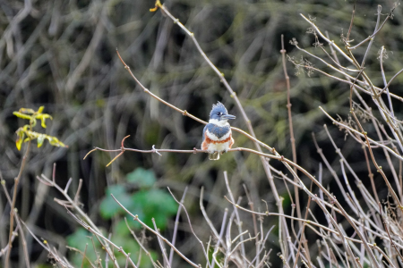 BeltedKingfisher