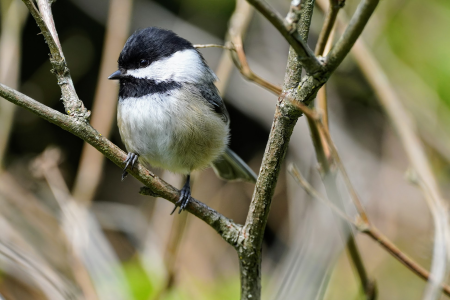 BlackCappedChickadee