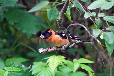 BlackHeadedGrosbeak