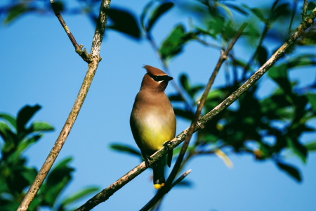 CedarWaxwing
