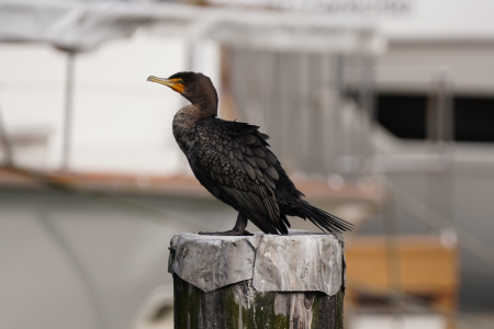 DoubleCrestedCormorant