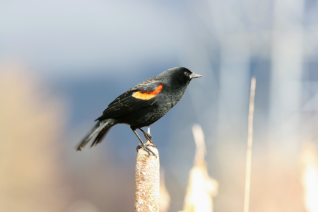 Red-WingedBlackBird