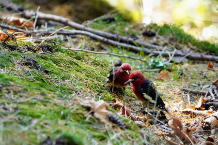 RedBreastedSapsucker
