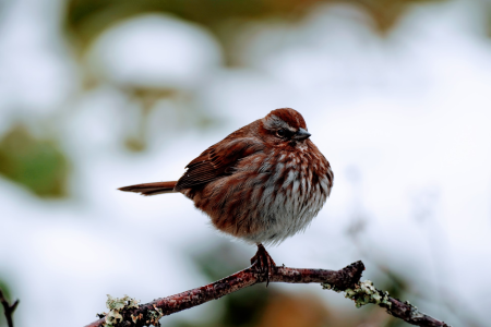 SongSparrow