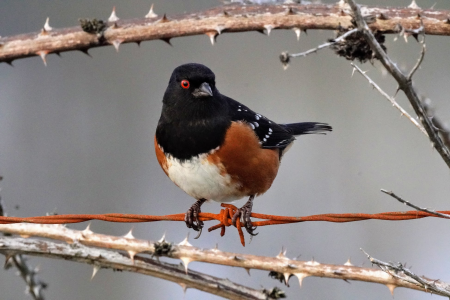 SpottedTowhee