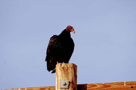 TurkeyVulture