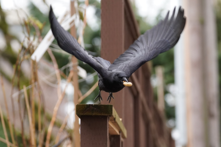Crow about to fly away with a peanut