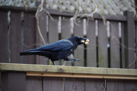 Walking crow
