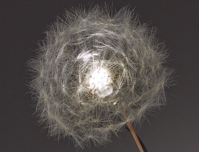 dandelion-seedhead