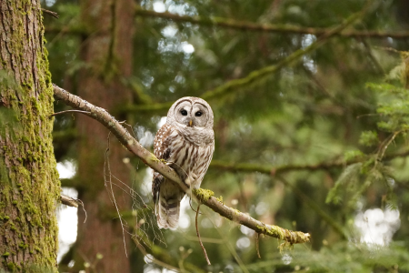 Owl