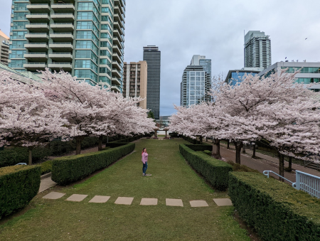 cherryblossoms
